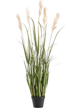 Grass Pampas Bush (5 fl.) 17