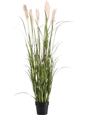 Grass Pampas Bush (7 fl.)