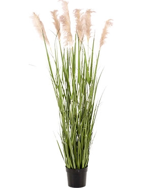 Grass Pampas Bush (9 fl.)