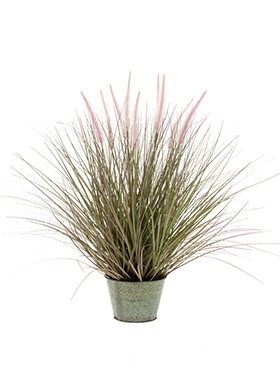 Grass Pennisetum In zinc pot 14