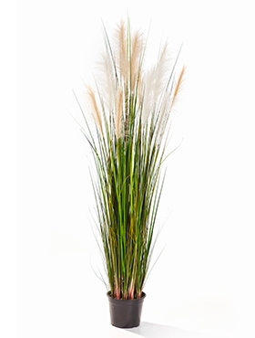 Grass Reed Bush Cream | Brown