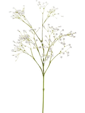 Gypsophila Tak White