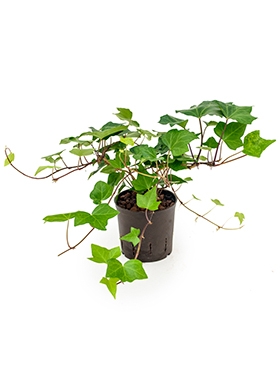 Hedera Montgomery Hanger 30 cm