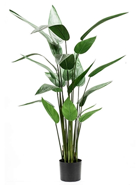 Heliconia Toef (22 lvs.)