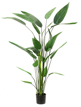 Heliconia Toef (26 lvs.)