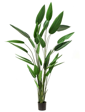 Heliconia Toef (32 lvs.)