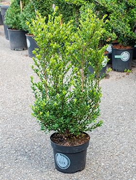 Ilex crenata dark green Bush 110 cm