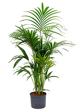 Kentia (howea) forsteriana Toef 120 cm