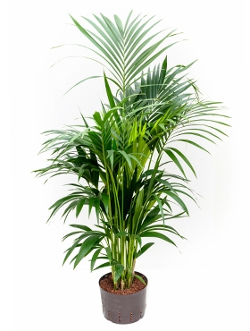 Kentia (howea) forsteriana Toef 140 cm