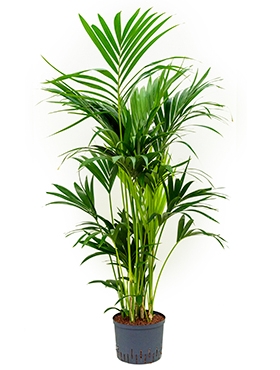 Kentia (howea) forsteriana Toef 140 cm