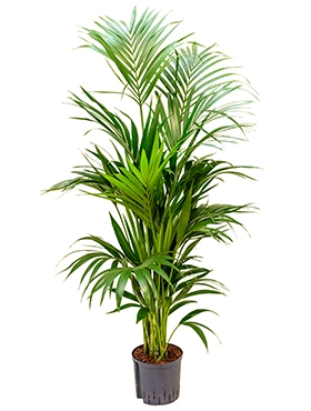 Kentia (howea) forsteriana Toef 160 cm