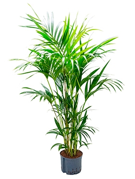 Kentia (howea) forsteriana Toef 160 cm