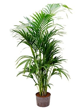 Kentia (howea) forsteriana Toef 180 cm