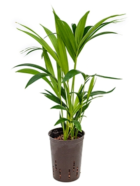 Kentia (howea) forsteriana Toef 3pp 60 cm