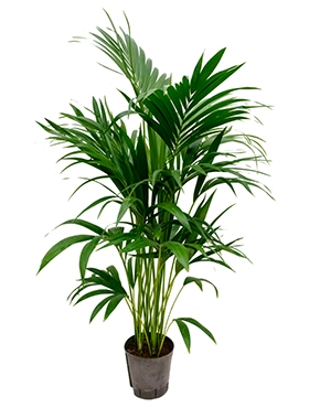 Kentia (howea) forsteriana Toef 6pp 120 cm