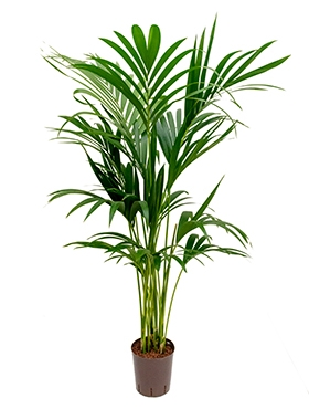 Kentia (howea) forsteriana Toef 6pp 140 cm