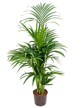 Kentia (howea) forsteriana Toef 8pp 120 cm