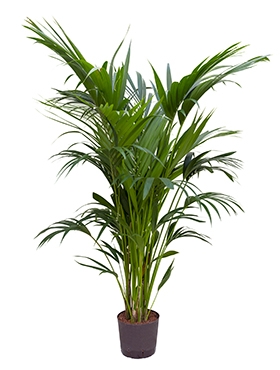 Kentia (howea) forsteriana Toef 8pp 160 cm