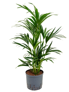 Kentia (howea) forsteriana Toef 8pp 80 cm