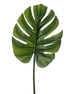 Monstera Blad