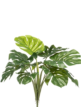 Monstera Bush (10 lvs.)