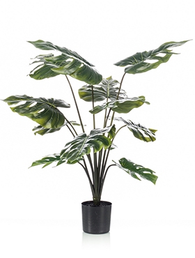 Monstera Toef (12 lvs.)