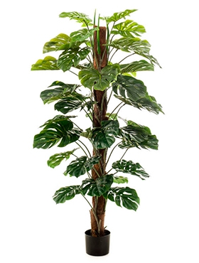 Monstera Zuil (42 lvs.)