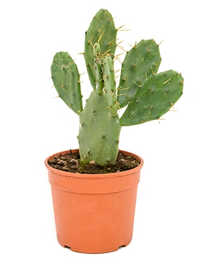 Opuntia vulgaris 40 cm