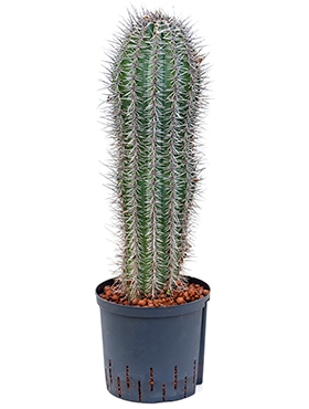 Pachycereus pringlei 70 cm