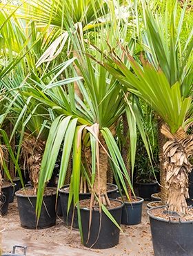 Pandanus utilis Stam vertakt 250 cm