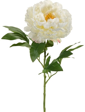 Peony Cream