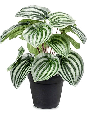 Peperomia Bush