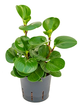 Peperomia obtusifolia green gold Groen 25 cm