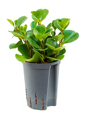 Peperomia obtusifolia green gold Groen 35 cm