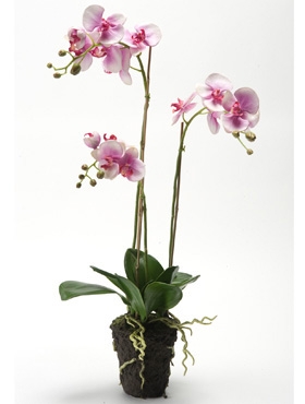 Phalaenopsis Fuchsia