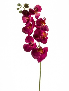 Phalaenopsis Tak Burgundy