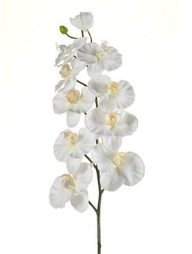 Phalaenopsis Tak Cream