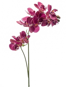 Phalaenopsis Tak Mauve