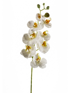 Phalaenopsis Tak White