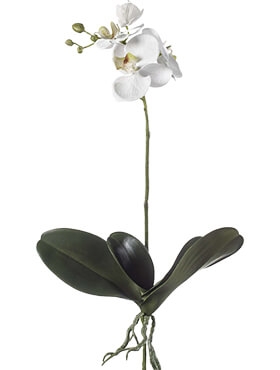 Phalaenopsis White