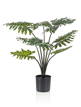 Philodendron Bush (12 lvs.)