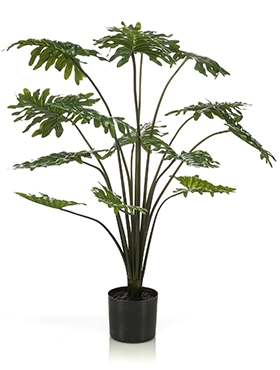 Philodendron Bush (14 lvs.)