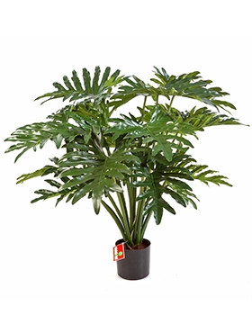 Philodendron Bush (20 lvs.)