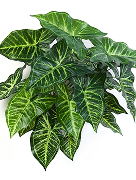 Philodendron Bush (27 lvs.)