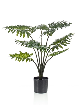 Philodendron Bush (8 lvs.)