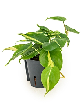 Philodendron Grand Brasil Hanger 20 cm