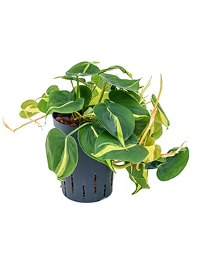 Philodendron Grand Brasil Hanger 25 cm