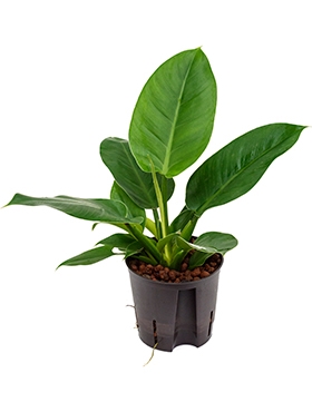 Philodendron Imperial green 30 cm