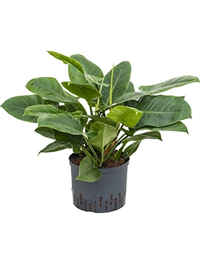 Philodendron Imperial Green 70 cm