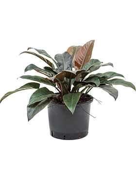 Philodendron Imperial Red 60 cm